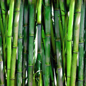 Bamboo